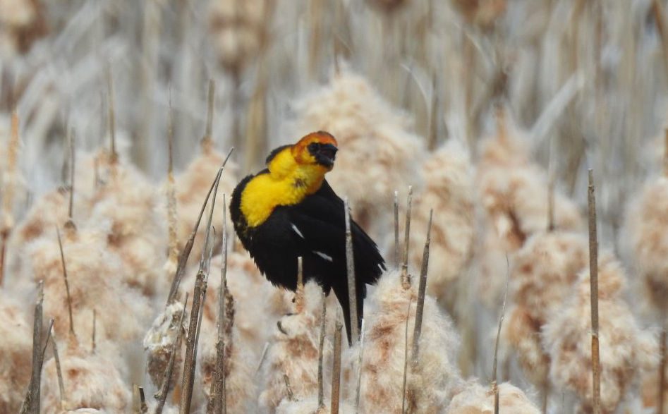 Yellow-headed blackbird